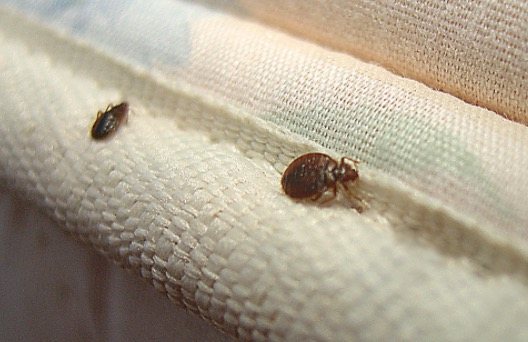How To Protect Yourself From Bed Bug Bites?