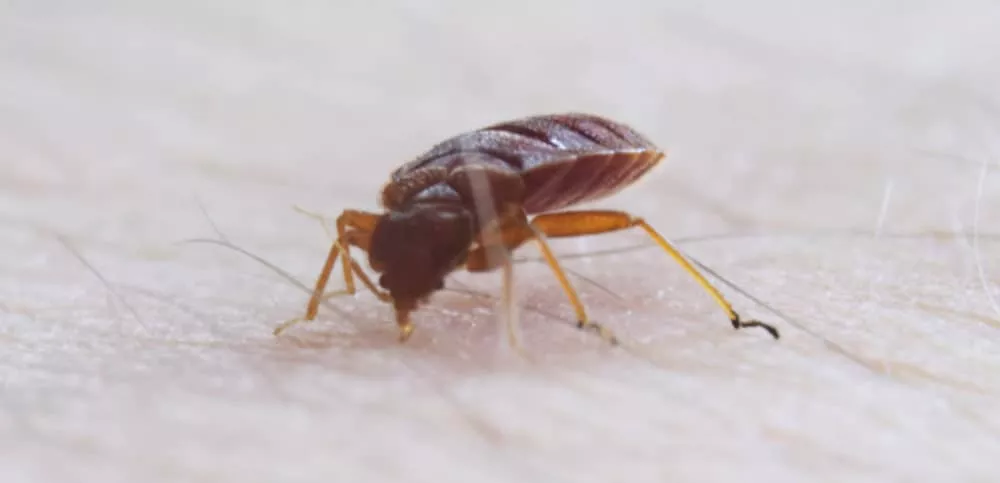 What Bed Bugs Bite Through Clothes?